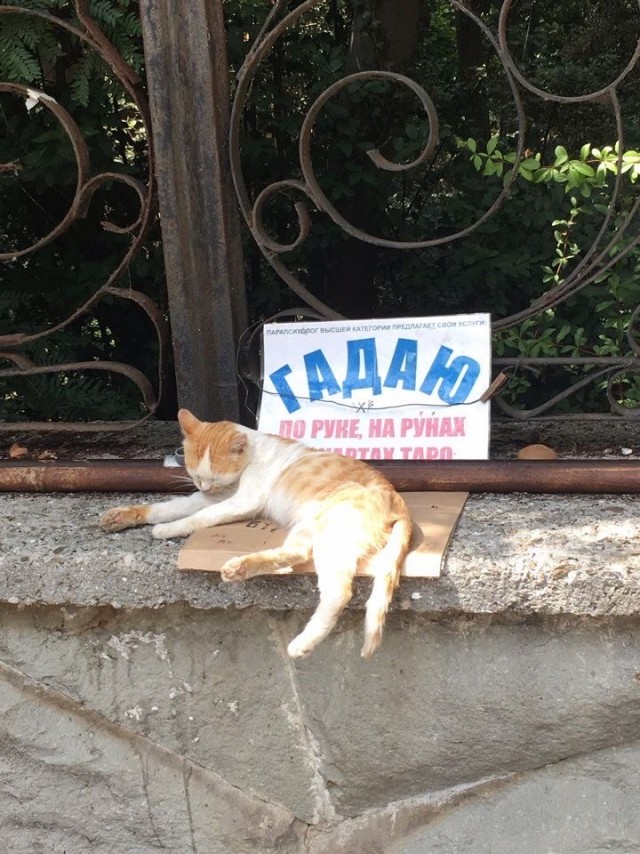 Субботние картинки