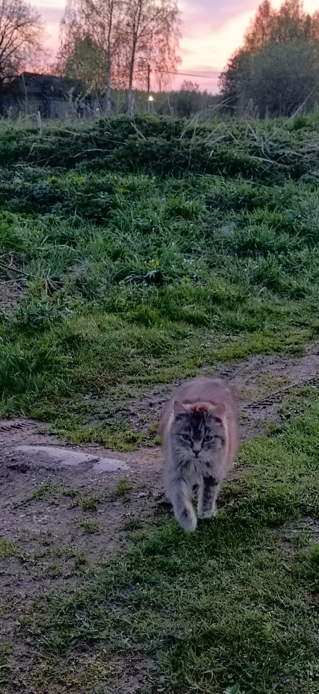 Котовторник снова!