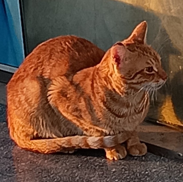 Крымский котик⁠