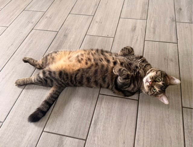 Котовторник