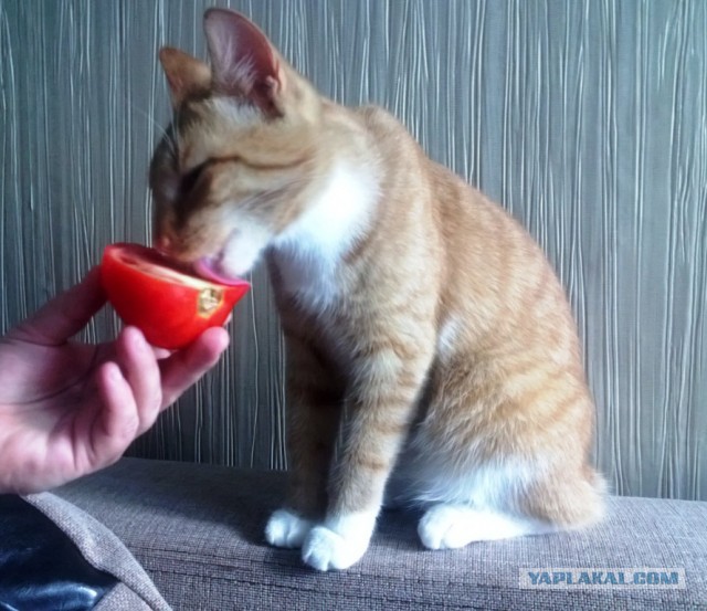 Котовторник  30.07.2013