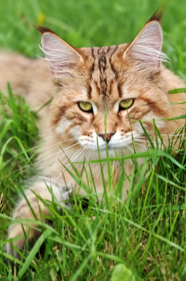 Котовторник