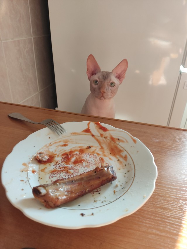 Котовторник же ж