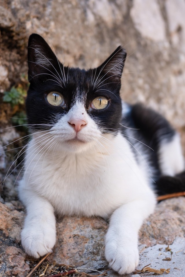 Уличные котэ города Дубровник