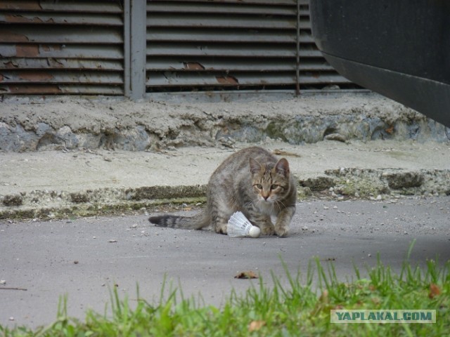 Котовторник 20.08.2013