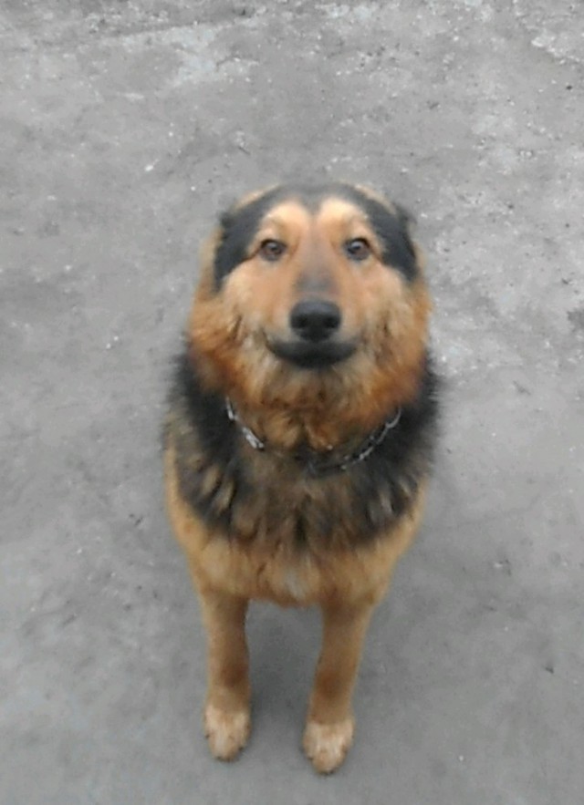 Собакочетверг на 02.01.2014