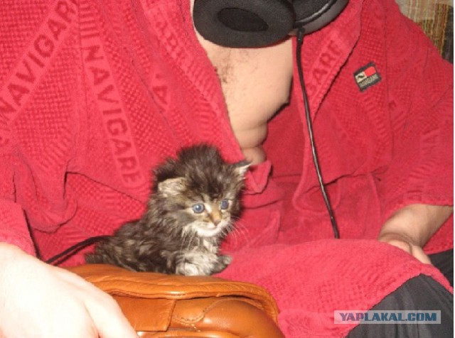 Как я вскармливал котенка без кошки