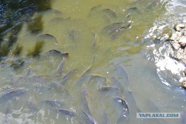 Голодные рыбы-карпы