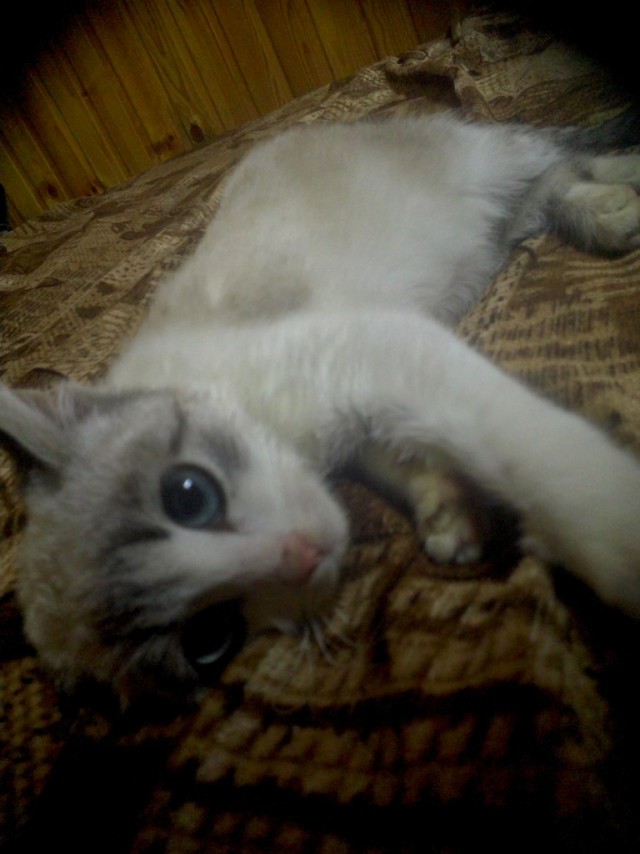 Котовторник 04.03.2014