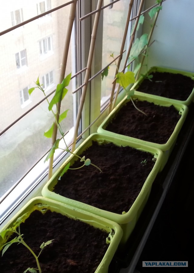 Любителям зелени 2