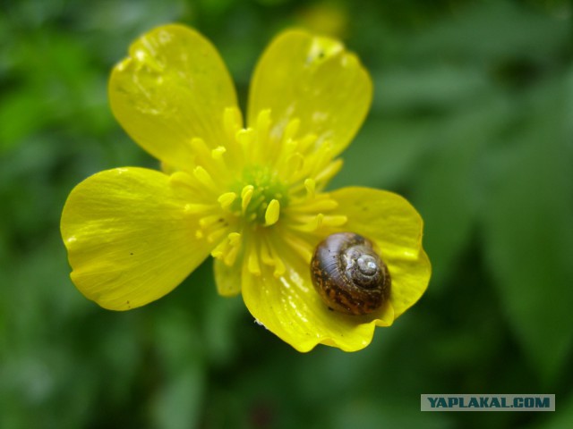 Хобби - макросъемка