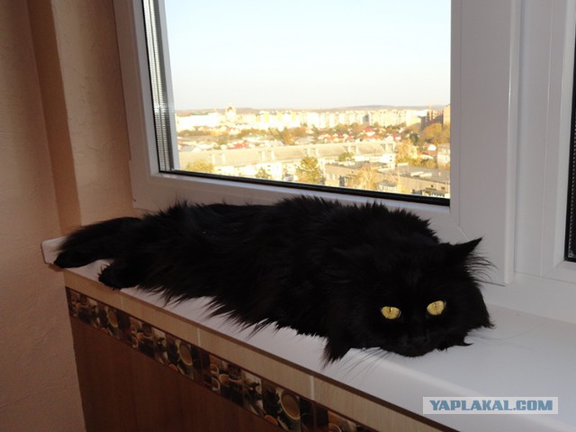Котовторник 21.10.2014