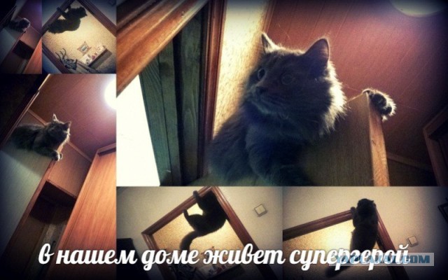 Котовторник 25.11.2014