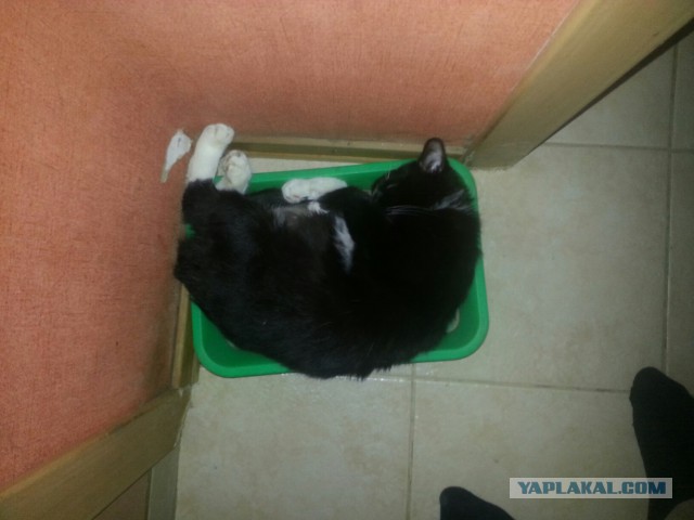 Котовторник