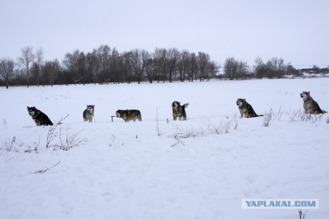Собачьи упряжки на Куликовом поле