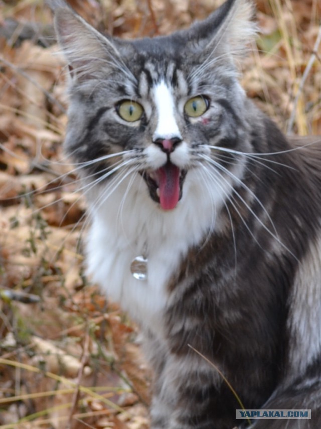 Котовторник