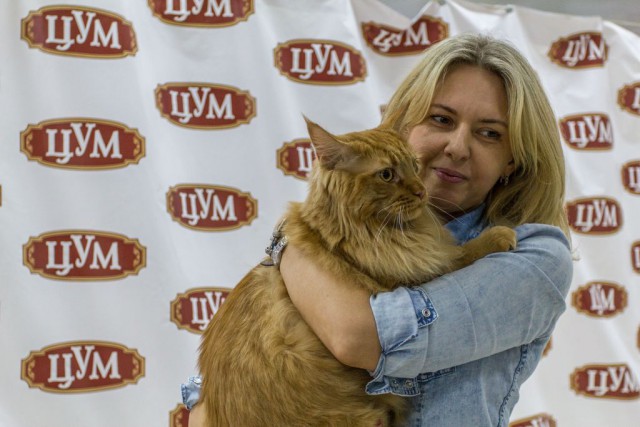 Выставка кошек WCF 4 апреля Тамбов