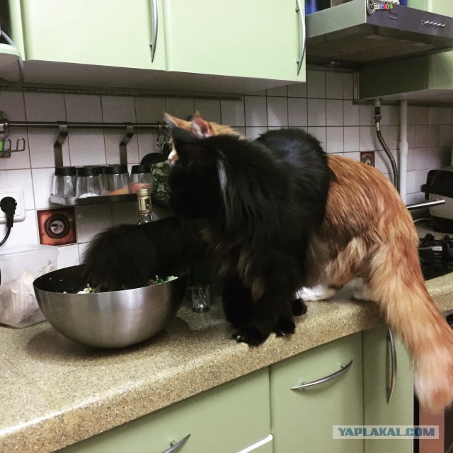 Котовторник 16.06.2015., Котовторник наступил!