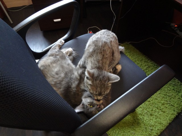 Котовторник наступил!:)