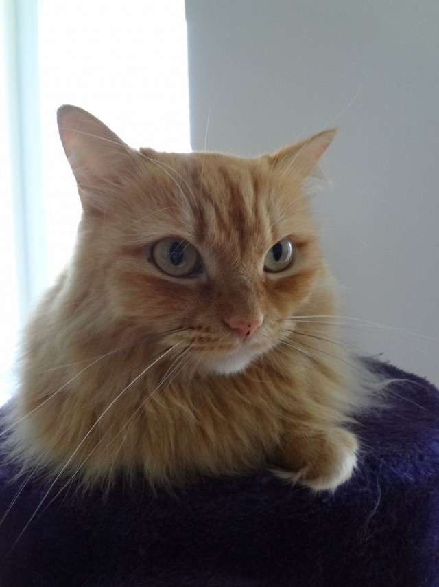 Котовторник 06.10.2015