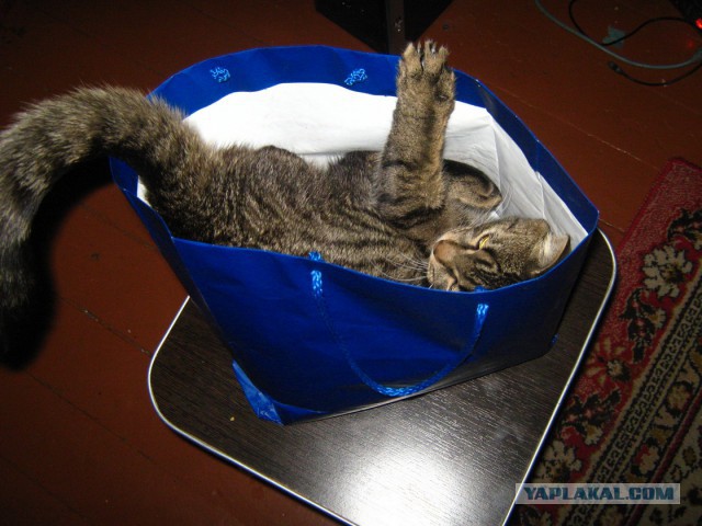 Котооо-о-о-вторник