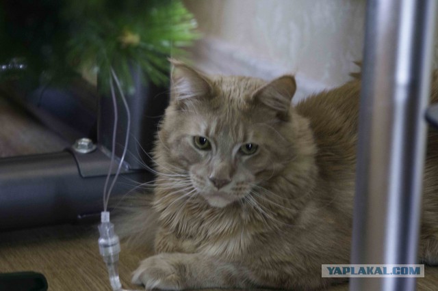 Котооо-о-о-вторник