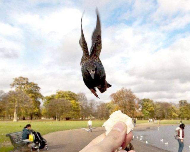 Разные картинки из сети.
