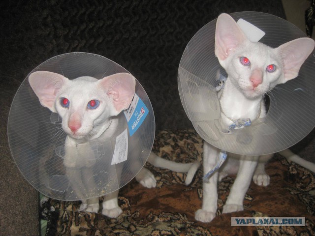 Котовторник 29.03.2016