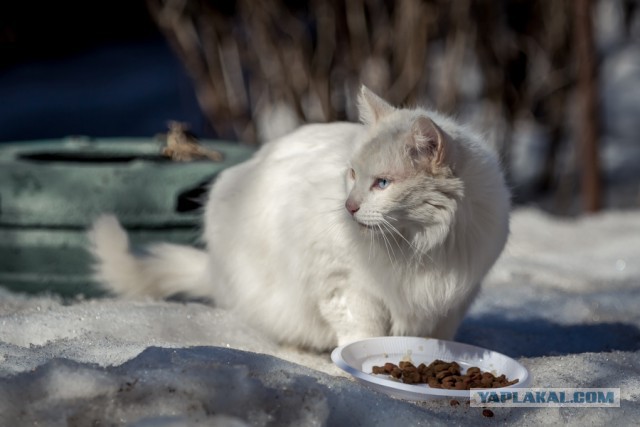 Про моего котика: нежного, злого, вредного