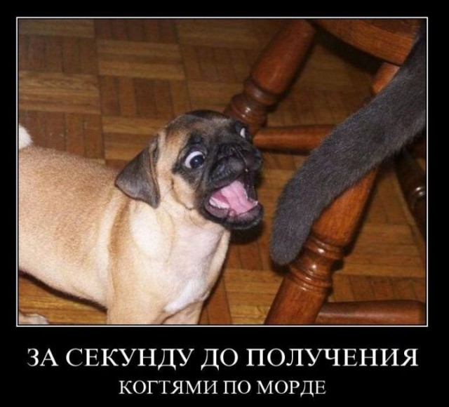 Демы к котовторнику!