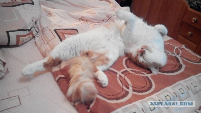Котовторник 07.06.2016