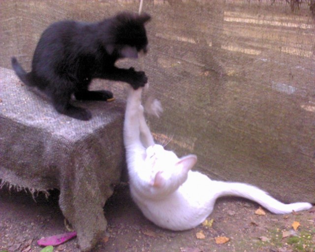 Котосреда!