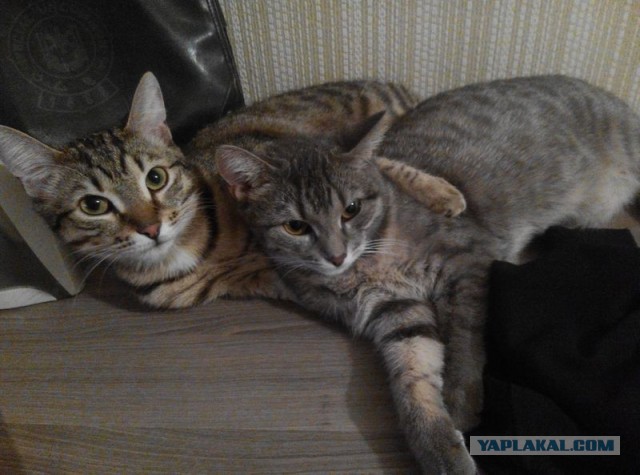 Найденыши (Кото понедельник)
