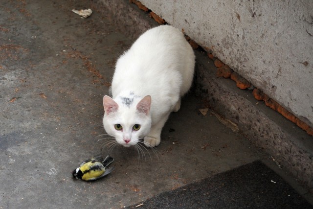 Кот выразил признание