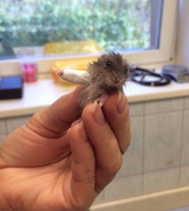 Самые смешные животные