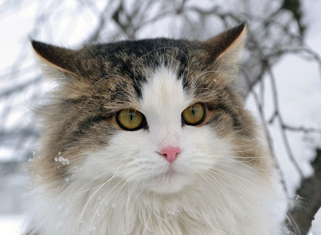Коты из сети