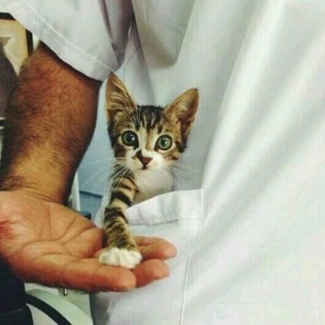 Коты и Кошки