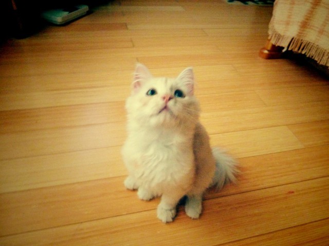 Коты и Кошки