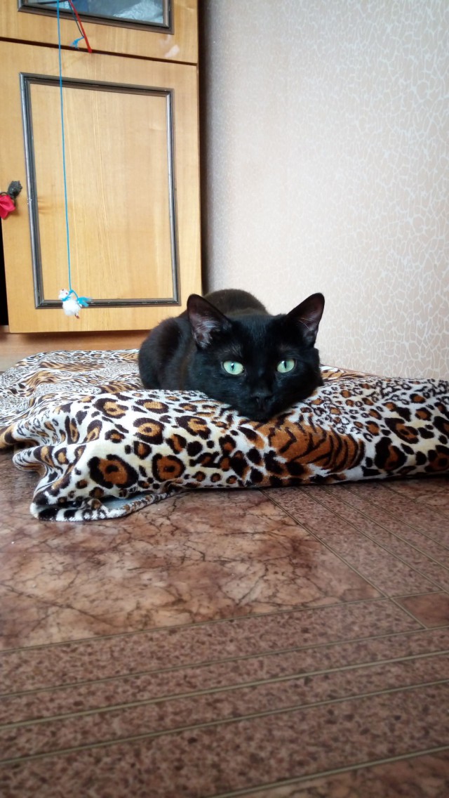 Котовторник 18.04.2017