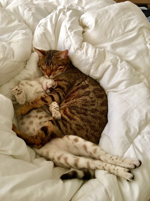 Коты и Кошки