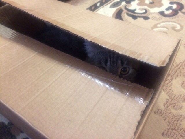 Коты и Кошки