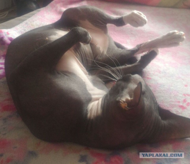 Котовторник 20.02.18