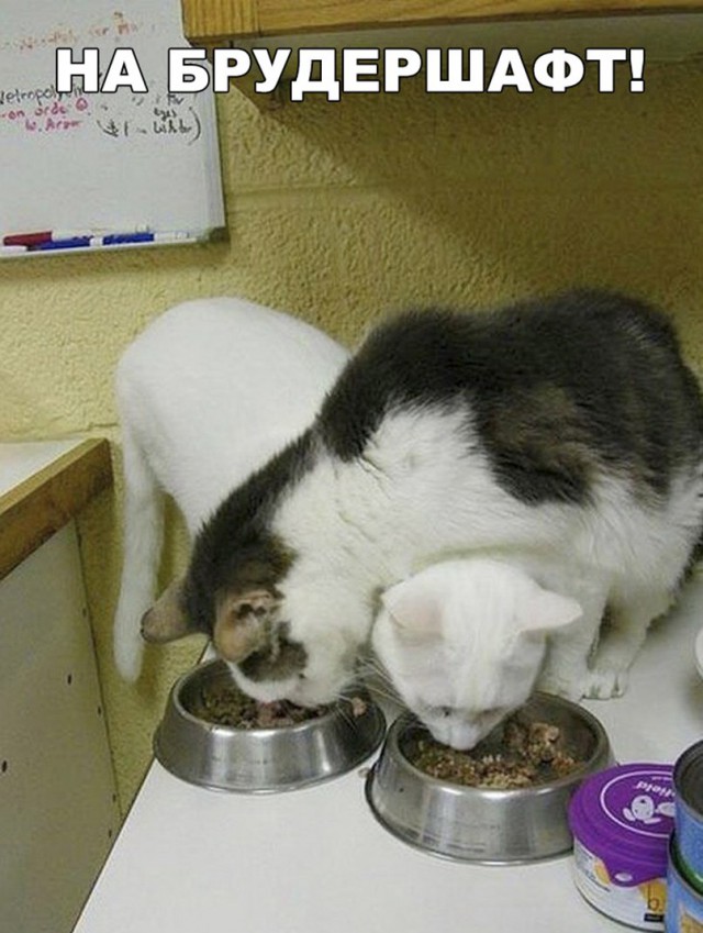 Фотобомбы котов