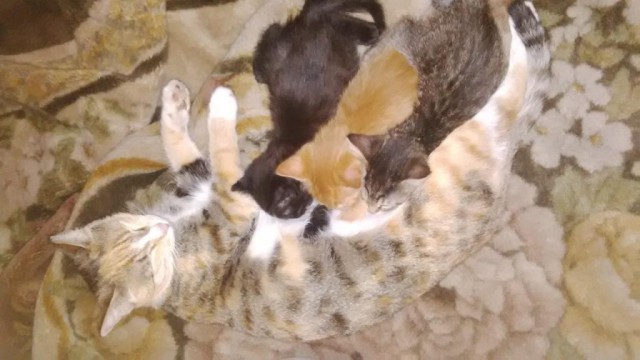 Котовторник 24.04.2018