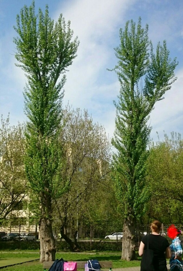 Обрубки - это "красиво"? Пилят во всех смыслах...