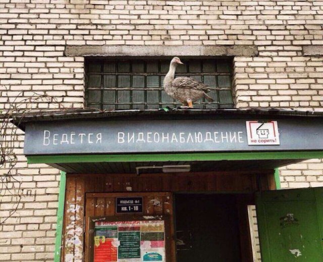 Смешные объявления, надписи и вывески