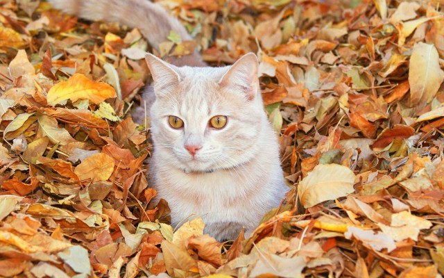 Прикольных котов пост