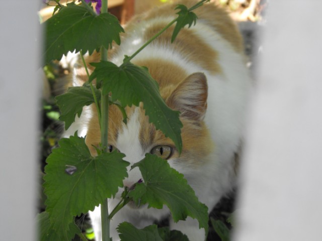 Котовторник, Весна, Цветы!