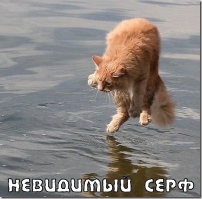 Коты и невидимые предметы 26 фот