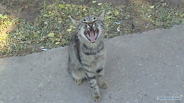 Котовторник на 07.07.2009